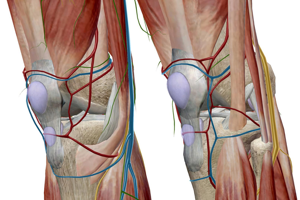 Understanding the Anatomy of the Knee