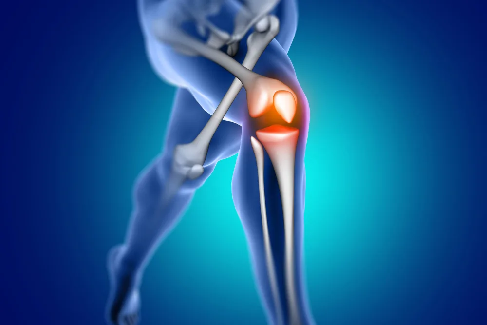 ACL Anatomy and Functions of Your Knee