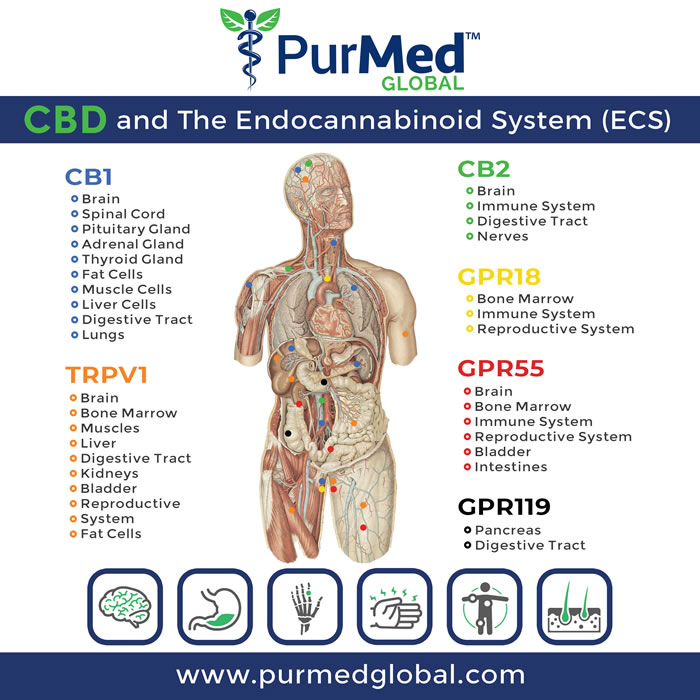 CBD & Endocannabinoid System
